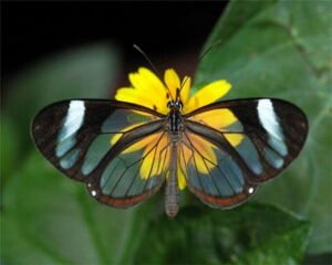 Shot of African butterfly on flower in Maasai Mara:Breathtaking caption of Masai mara 's heritage