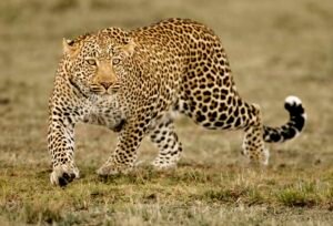 Candid Shot Of Leopard Hunting In Samburu Reserve