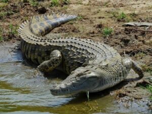 Crocodile Sunbathing At River's Edge Authentic Capture