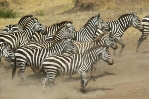 Zebra Migration Patterns Great Rift Valley Kenya:
