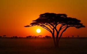 Golden Hour Light On Acacia Trees Kenyan Savannah