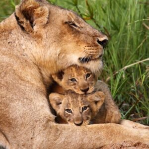 Close-up Portrait Of Lioness With Cubs Maasai Mara