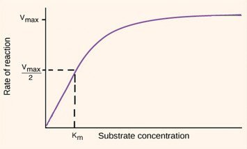 Download Enzyme Kinetics Past Paper for Revision 12 Download Enzyme Kinetics Past Paper for Revision Download Enzyme Kinetics past paper for revision. Access free PDF exam questions, practice calculations, understand exam patterns, and boost confidence for biochemistry and related courses.