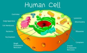 Techniques in Cell Biology Past Paper