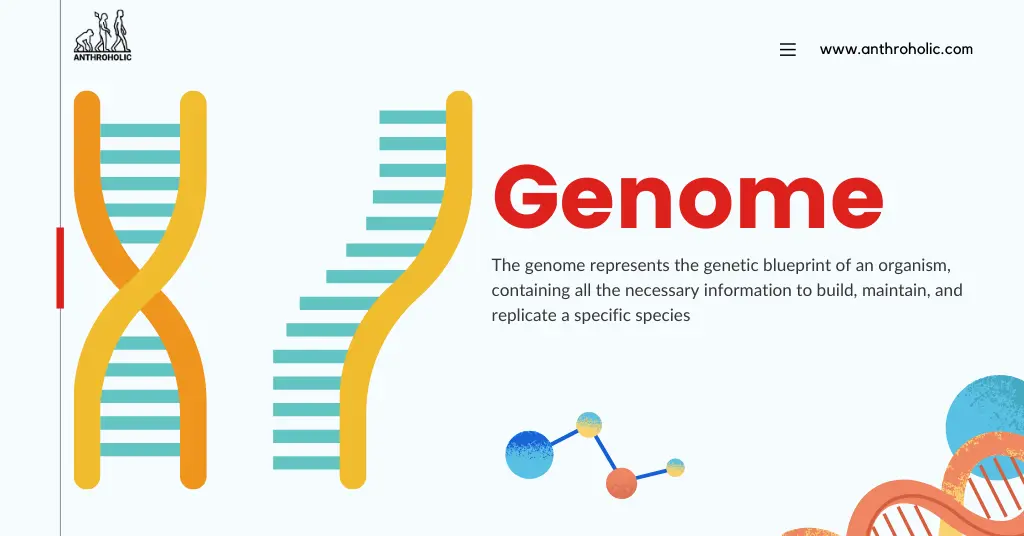 Download Genome Organization Past Paper for Revision 1 Download Genome Organization Past Paper for Revision Download Genome Organization Past Paper for Revision