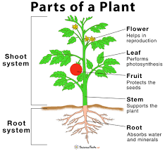 Download Past Paper on Plant Structure and Functions 31 Download Past Paper on Plant Structure and Functions Past Paper on Plant Structure and Functions