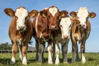 Download Animal Health And Diseases Exam Past Paper 23 Download Animal Health And Diseases Exam Past Paper Animal Health And Diseases Exam Past Paper