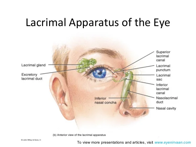Download Ocular Anatomy and Physiology Past Paper Exam 5 Download Ocular Anatomy and Physiology Past Paper Exam Ocular Anatomy and Physiology Past Paper Exam