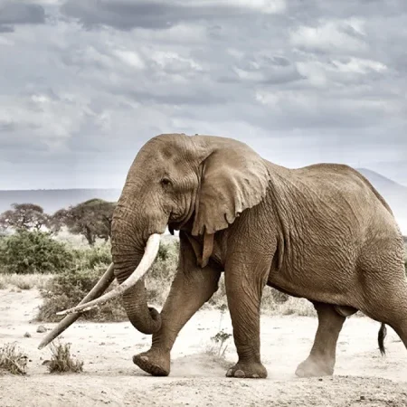 Dramatic Storm Clouds Over Amboseli Elephants silhouette: