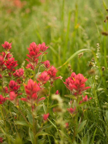 Wildflower Bloom Photography In Laikipia Conservancy