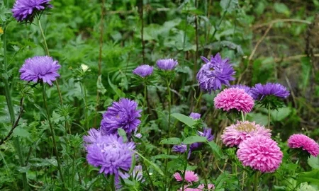 Wildflower Bloom Photography In Laikipia Conservancy