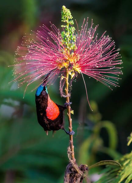 Wildflower Bloom Photography In Laikipia Conservancy