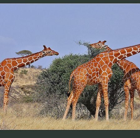 Graceful Giraffes Feeding On Acacia Trees Nairobi National Park