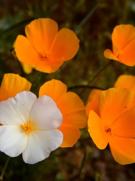 Wildlife framed by bursts of bloom
