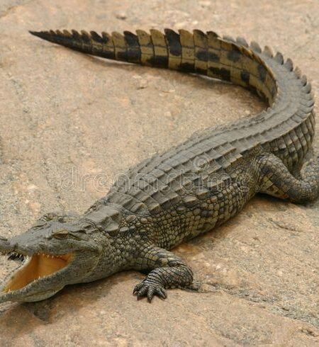 Crocodile Sunbathing At River's Edge Authentic Capture