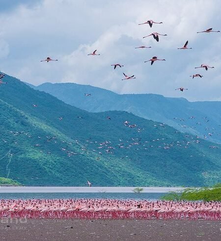 Aerial View Of Flamingos Lake Nakuru National Park: