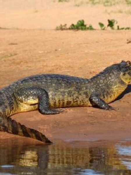 Crocodile Sunbathing At River's Edge Authentic Capture