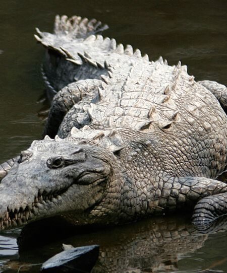 Crocodile sunbathing at river's edge authentic capture