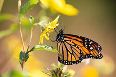 Detailed macro shot of African butterfly on flower in Maasai Mara:caption that stirls the soul