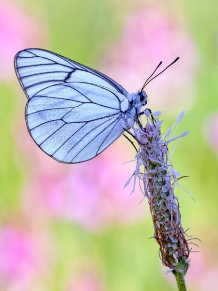 Shot of African butterfly on flower in Maasai Mara