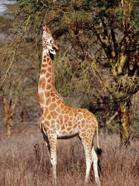 Graceful Giraffes Feeding On Acacia Trees Nairobi National Park