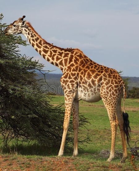 Graceful Giraffes Feeding On Acacia Trees Nairobi National Park