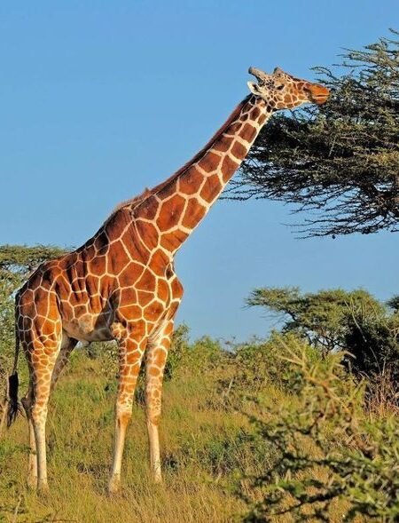 Graceful Giraffes Feeding On Acacia Trees Nairobi National Park