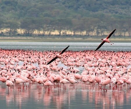 Aerial View Of Flamingos Lake Nakuru National Park: