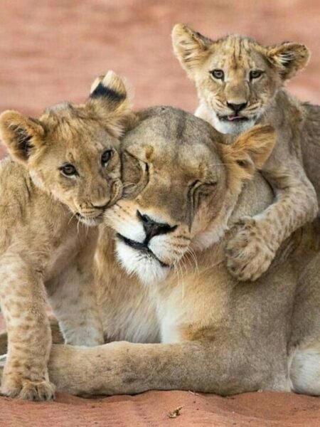 Close-up Portrait Of Lioness With Cubs Maasai Mara