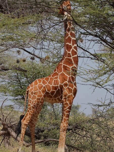 Graceful Giraffes Feeding On Acacia Trees Nairobi National Park