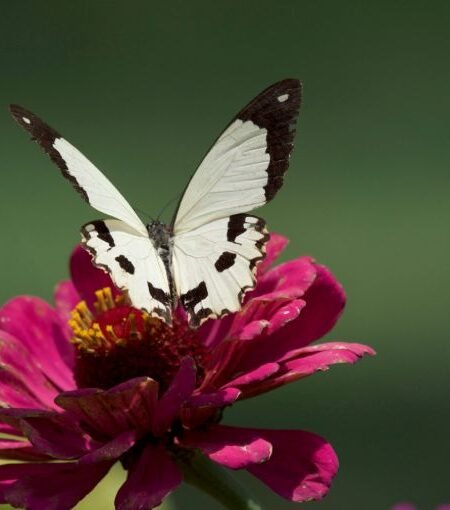 Shot of African butterfly on flower in Maasai Mara: Appealing look