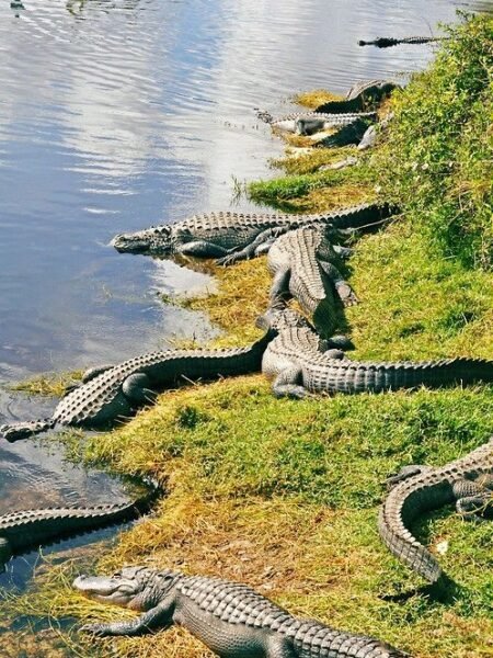 Crocodile Sunbathing At River's Edge Authentic Capture