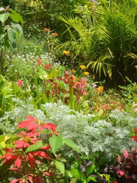 Wildflower Bloom Photography In Laikipia Conservancy