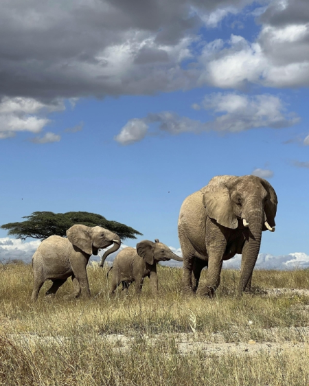 Dramatic Storm Clouds Over Amboseli Elephants silhouette: