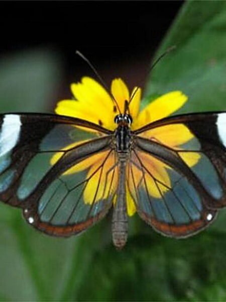Shot of African butterfly on flower in Maasai Mara:Breathtaking caption of Masai mara 's heritage
