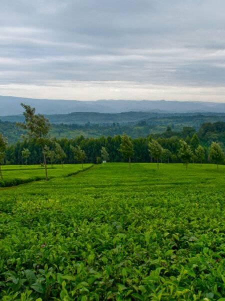 Lush Green Tea Plantations Of Kericho :