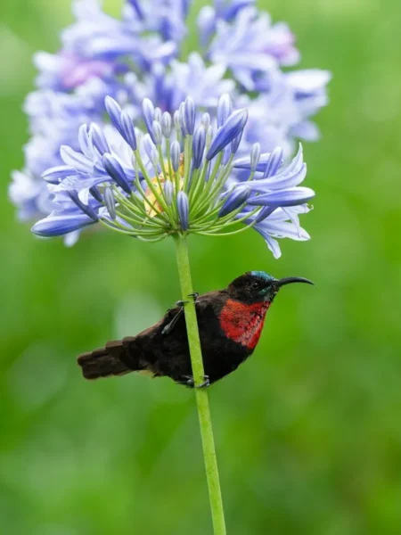 Wildflower Bloom Photography In Laikipia Conservancy