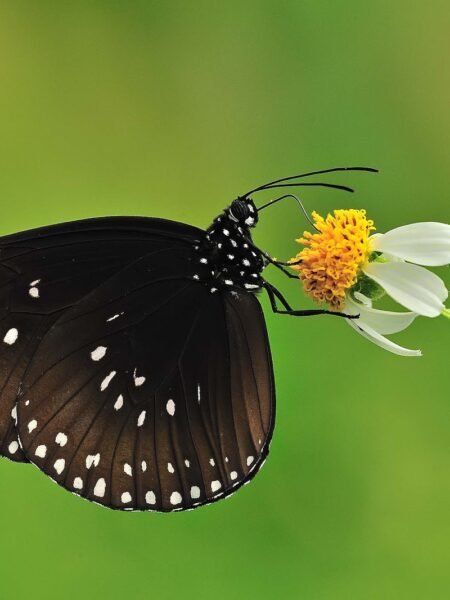 Shot of African butterfly on flower in Maasai Mara