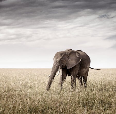 Dramatic Storm Clouds Over Amboseli Elephants silhouette: