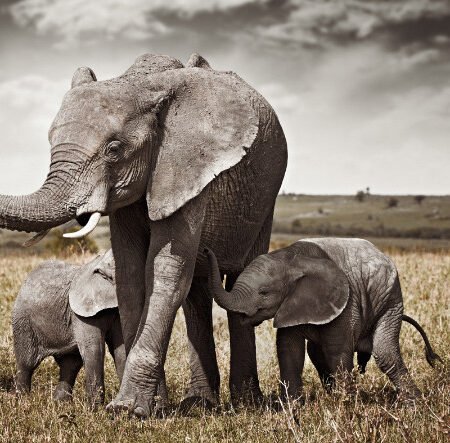 Dramatic Storm Clouds Over Amboseli Elephants silhouette: