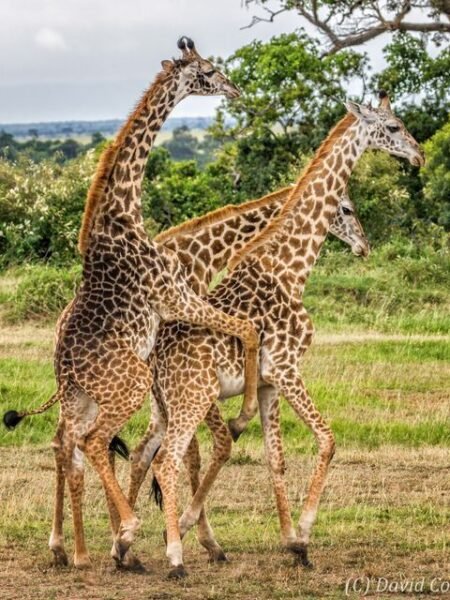 10 Photos Of Graceful Giraffes Feeding On Acacia Trees Nairobi National Park