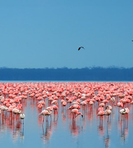 Aerial View Of Flamingos Lake Nakuru National Park:
