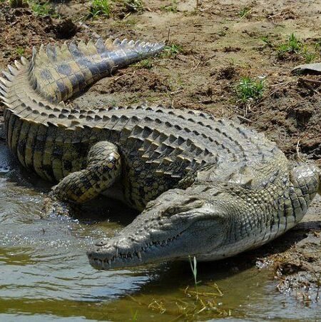 Crocodile Sunbathing At River's Edge Authentic Capture