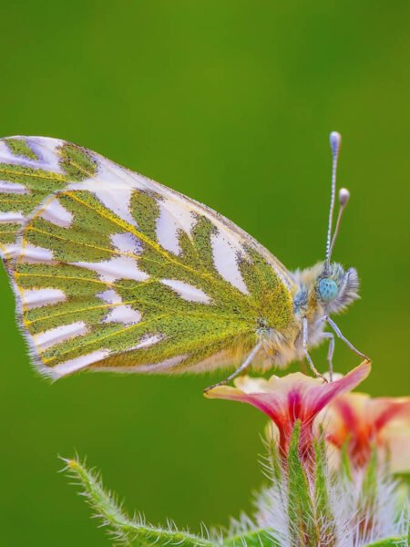 Shot of African butterfly on flower in Maasai Mara:stunning caption