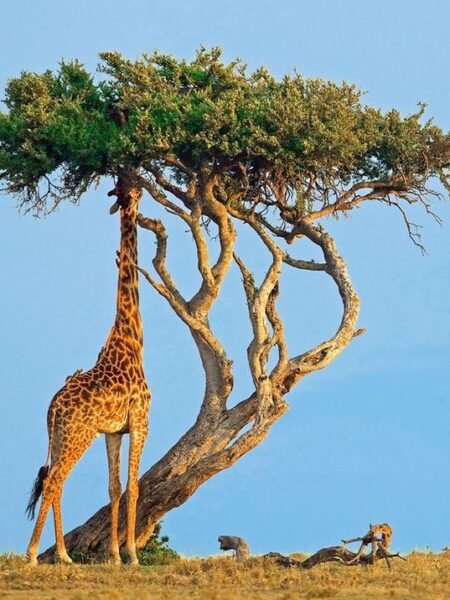 Graceful Giraffes Feeding On Acacia Trees Nairobi National Park