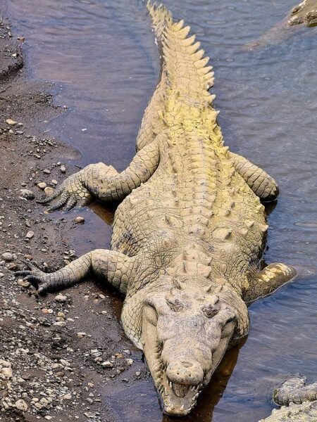 Crocodile Sunbathing At River's Edge Authentic Capture