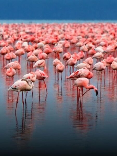 Aerial View Of Flamingos Lake Nakuru National Park:
