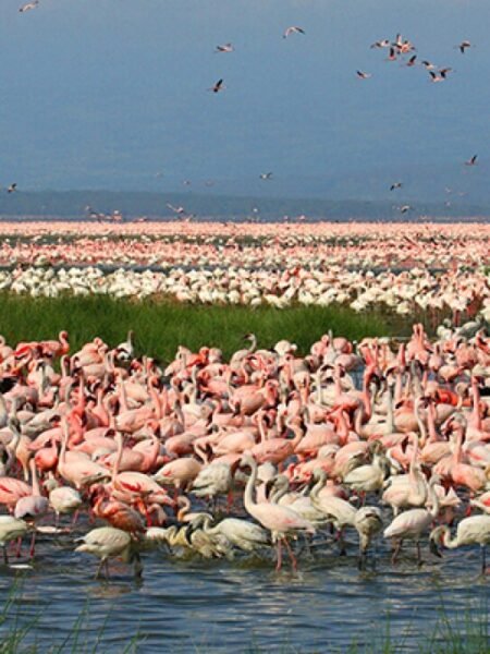Aerial View Of Flamingos Lake Nakuru National Park: