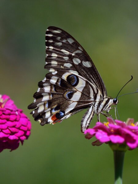 Shot of African butterfly on flower in Maasai Mara:stunning rare species
