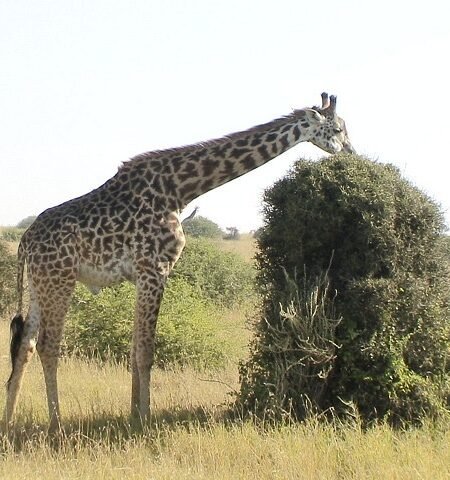 Graceful Giraffes Feeding On Acacia Trees Nairobi National Park